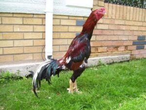 Ras Sabung Ayam Taiwan Sangat Mirip Dengan Ayam Shamo