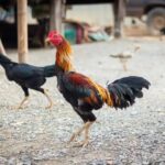 Ras Sabung Ayam Taiwan Sangat Mirip Dengan Ayam Shamo