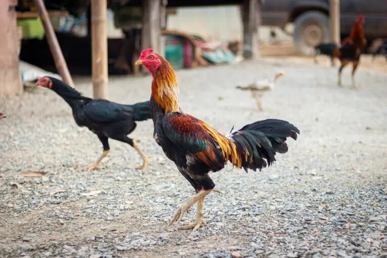 Ras Sabung Ayam Taiwan Sangat Mirip Dengan Ayam Shamo