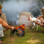 Berbagai Jenis Ritual Sabung Ayam Di Seluruh Benua