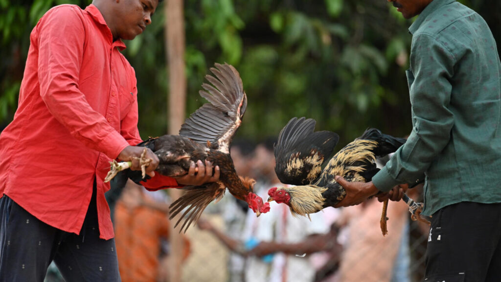 Perbandingan Ekonomi Sabung Ayam vs Olahraga Lainnya