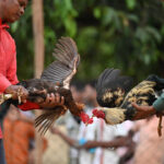 Perbandingan Ekonomi Sabung Ayam vs Olahraga Lainnya