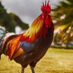 Latihan Psikologis Ayam Jago Dan Conditioning Fisik