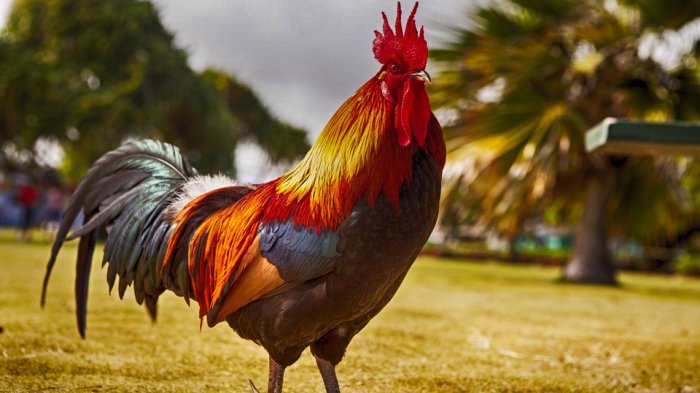 Latihan Psikologis Ayam Jago Dan Conditioning Fisik