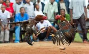 Aturan Sabung Ayam