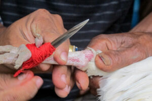 Hal Kegunaan Terpenting Taji Sabung Ayam