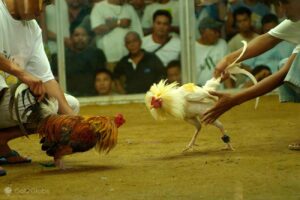 Berbagai Jenis Ritual Sabung Ayam Di Seluruh Benua