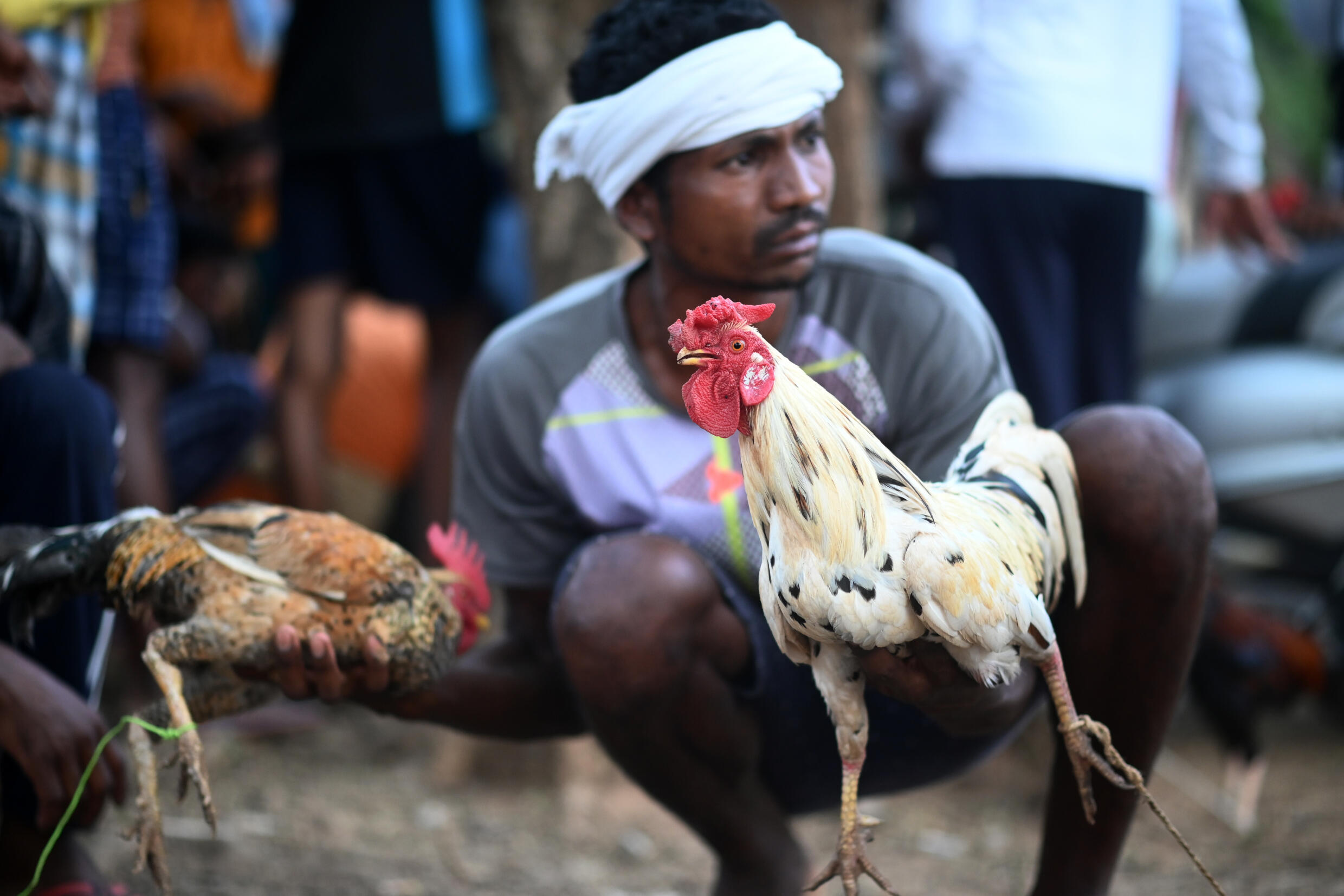 Apa Saja Aturan Sabung Ayam Pada Saat Pertandingan