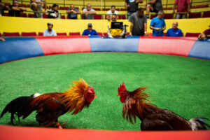 Pertandingan Sabung Ayam Terpopuler Dan Terbesar