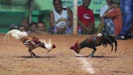 Menjaga Kondisi Ayam Jago Dan Tingkatkan Mental Bertarung