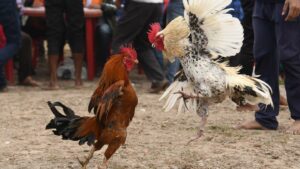 Cara Mudah Untuk Sukses Berhasil Beternak Ayam Jago 