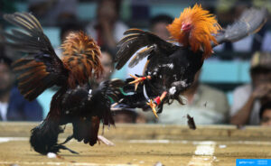 Apa itu Coxing ? Berkembangnya Era Baru Sabung Ayam