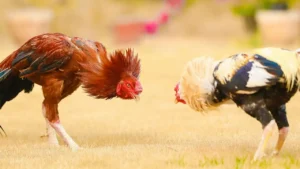 Cara Memperluas Tanda Gamecock Di Sabung Ayam