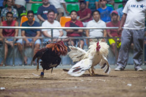 Apa itu Coxing ? Berkembangnya Era Baru Sabung Ayam