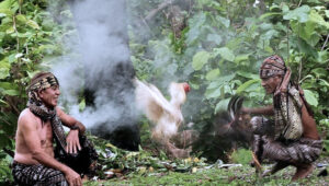 Pakaian Budaya Sabung Ayam Dan Adat Berbagai Daerah