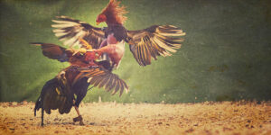 Pakaian Budaya Sabung Ayam Dan Adat Berbagai Daerah