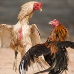 Cara Memperluas Tanda Gamecock Di Sabung Ayam